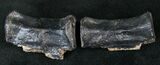 Associated Triassic Reptile Verts (Aetosaur or Phytosaur) #14180-2